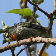 Coppersmith Barbet