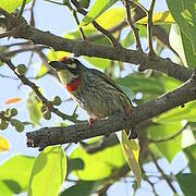 Coppersmith Barbet