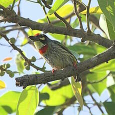 Barbu à plastron rouge