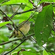 Spot-crowned Antvireo