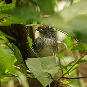 Spot-crowned Antvireo