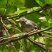 Spot-crowned Antvireo