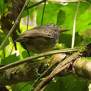 Spot-crowned Antvireo