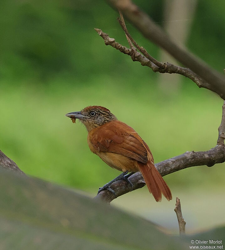 Barred Antshrike female