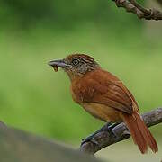 Barred Antshrike