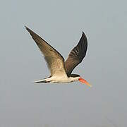 African Skimmer