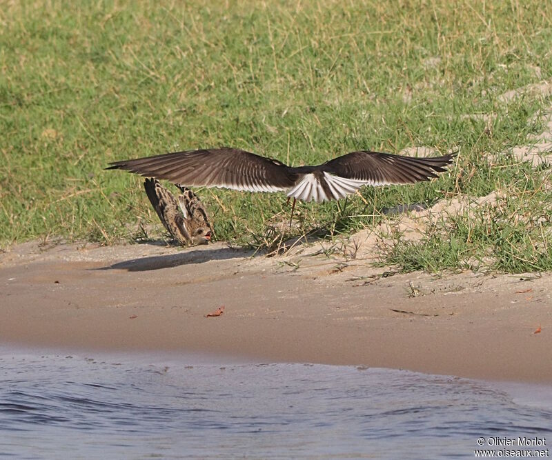 African Skimmer