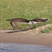 African Skimmer