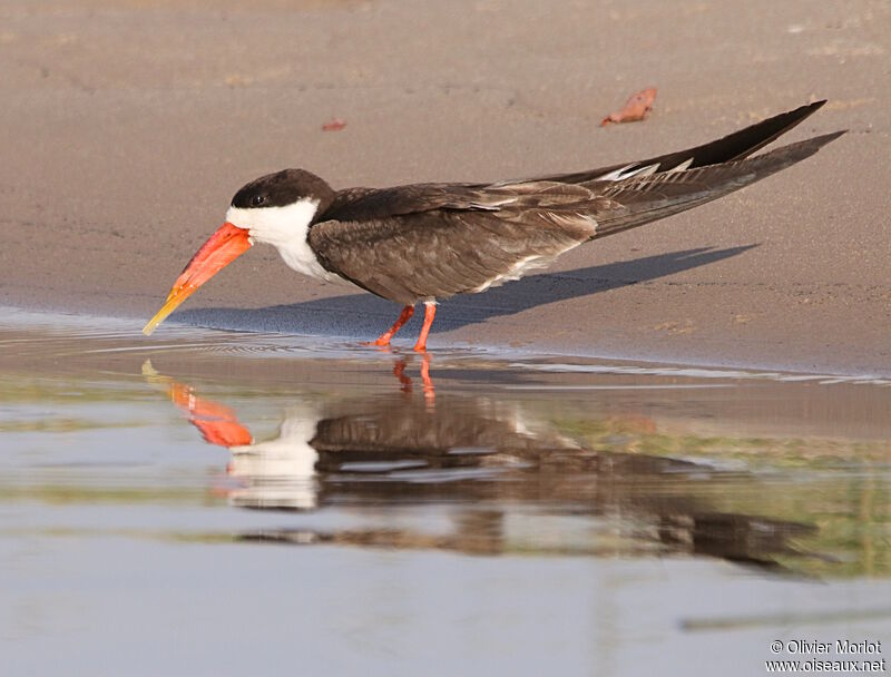 African Skimmer