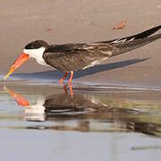 African Skimmer