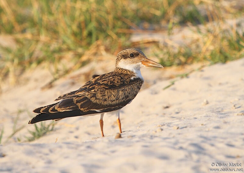 African Skimmerjuvenile