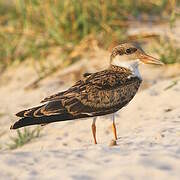 African Skimmer