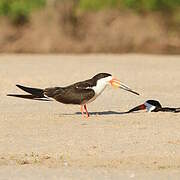 Black Skimmer