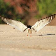 Black Skimmer