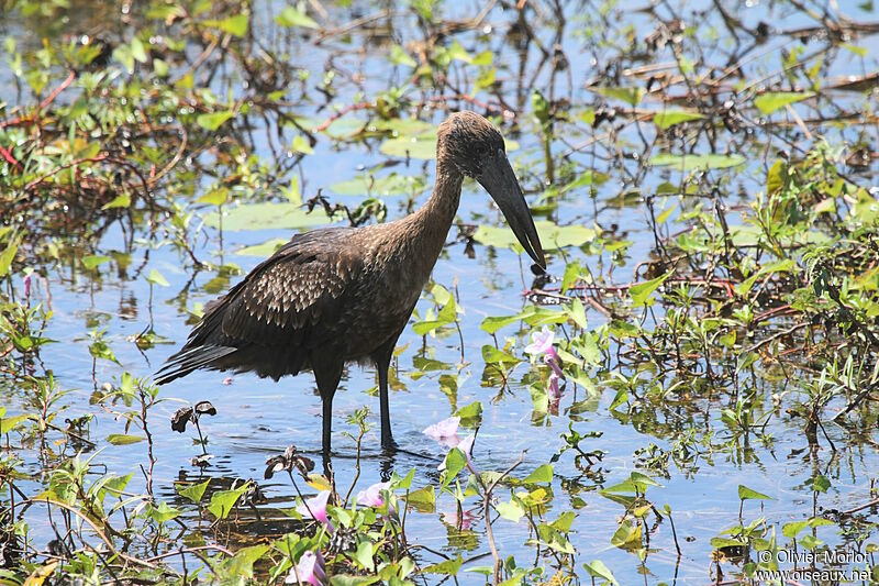 African Openbill