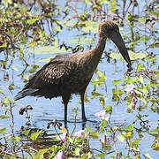 African Openbill