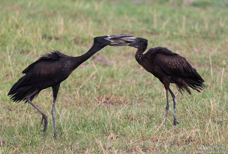 African Openbill