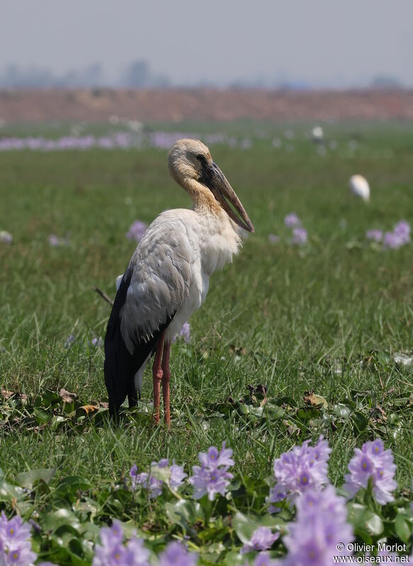 Asian Openbill