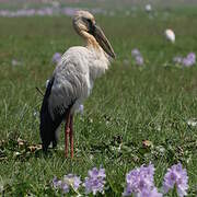 Asian Openbill