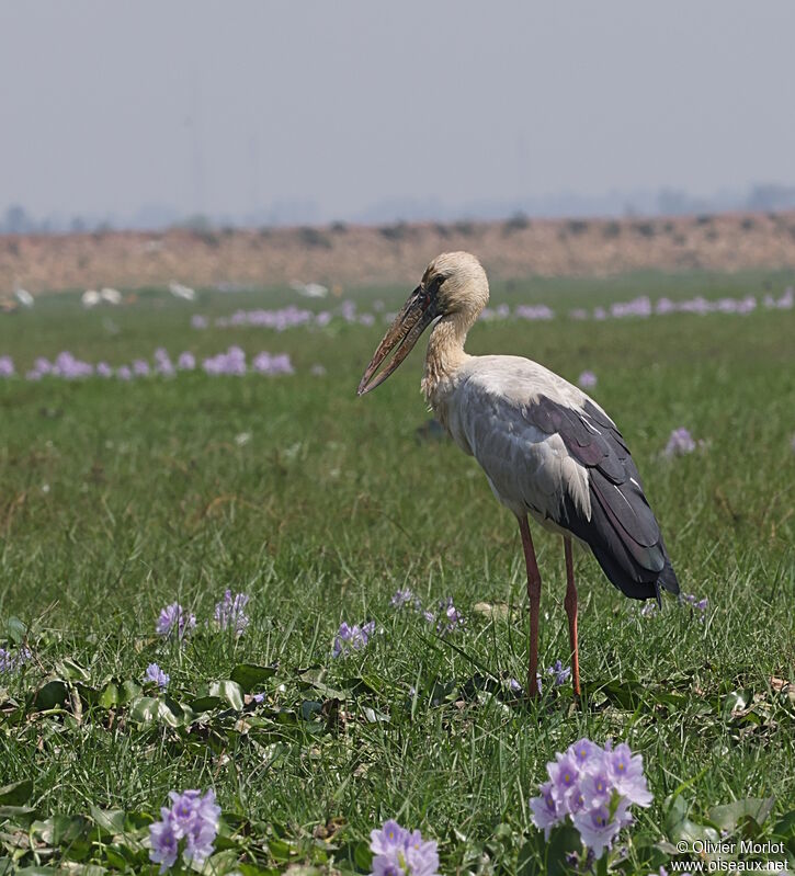 Asian Openbill