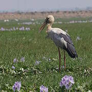 Asian Openbill