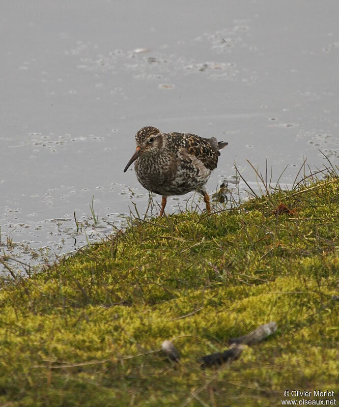 Purple Sandpiper