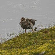 Purple Sandpiper