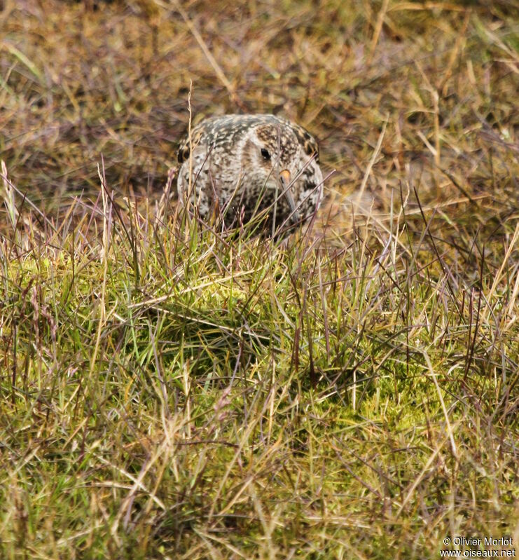 Purple Sandpiper