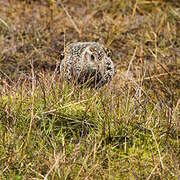 Purple Sandpiper