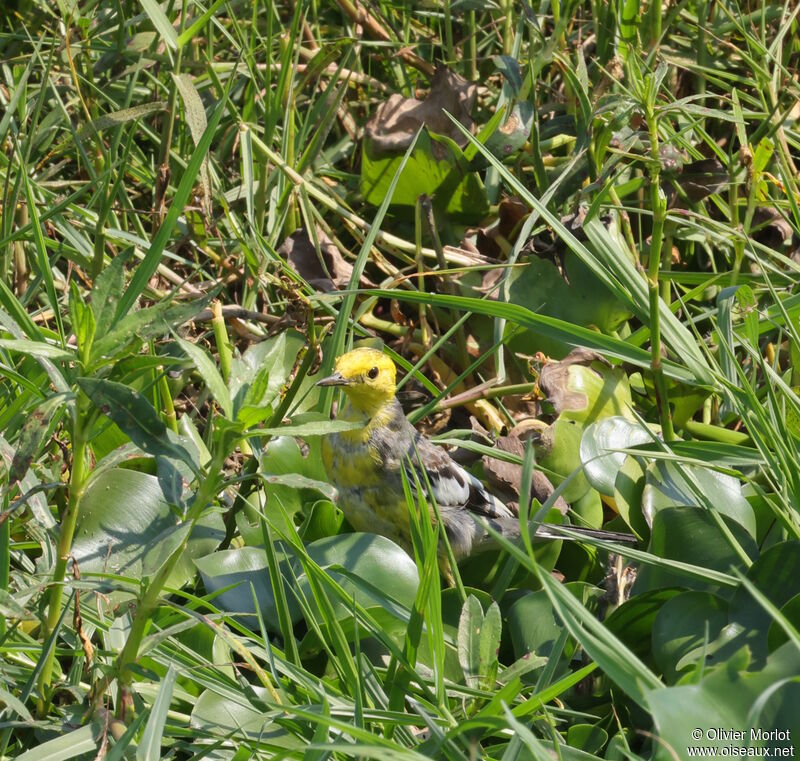 Citrine Wagtail