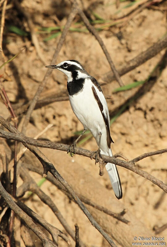 African Pied Wagtail