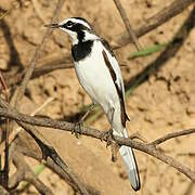 African Pied Wagtail