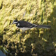 African Pied Wagtail