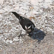 African Pied Wagtail