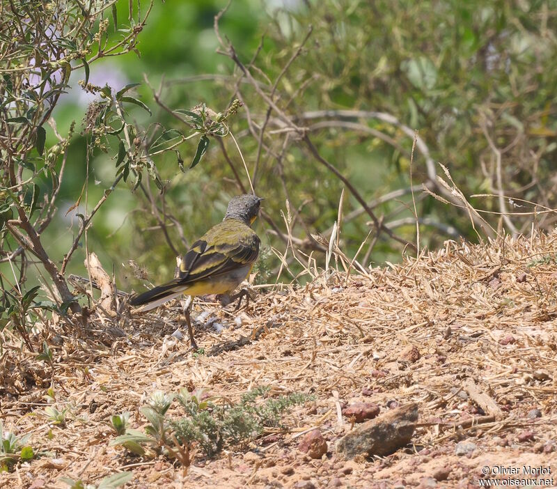 Western Yellow Wagtail