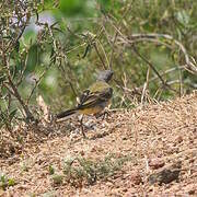 Western Yellow Wagtail