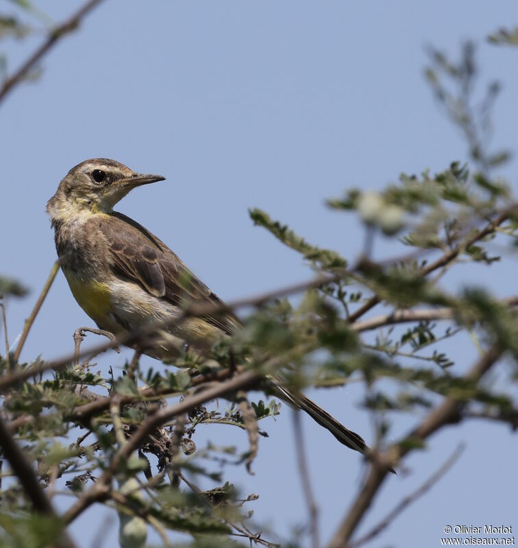 Western Yellow Wagtail