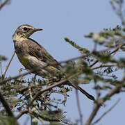 Western Yellow Wagtail