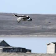 Barnacle Goose