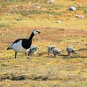 Barnacle Goose