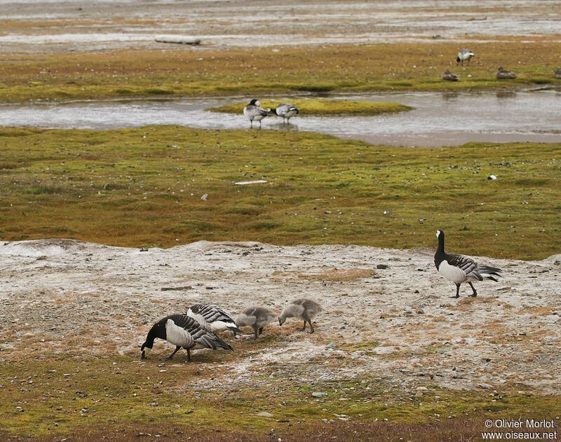 Barnacle Goose