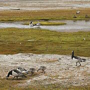 Barnacle Goose