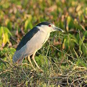 Black-crowned Night Heron