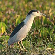 Black-crowned Night Heron