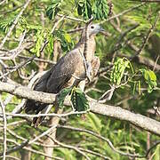 Crested Honey Buzzard