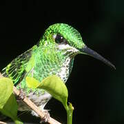 Green-crowned Brilliant