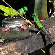 Green-crowned Brilliant