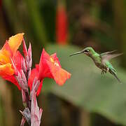 Green-crowned Brilliant