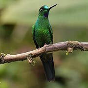 Green-crowned Brilliant