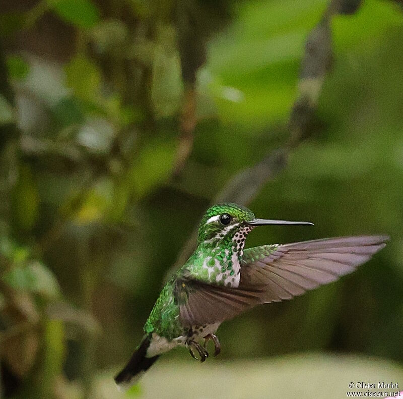 Green-crowned Brilliant female